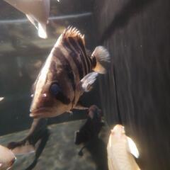 ダトニオ[引き取り限定]