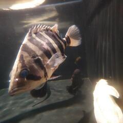 ダトニオ[引き取り限定]