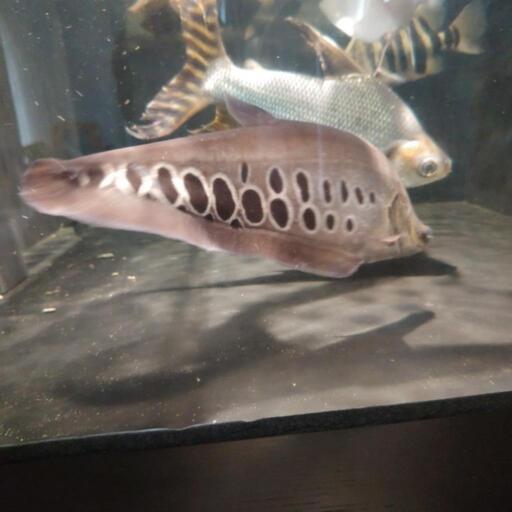 お引取先決定】海水魚 サンゴ