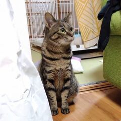 木箱の中の猫たち　ともえさん(仮) - 仙台市