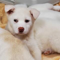 愛護センターから子犬引き出し里親募集2番目🆘