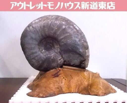 アンモナイト 化石 大型 幅28cm 重量16.5kg 台座付き 縫合線 詳細不明