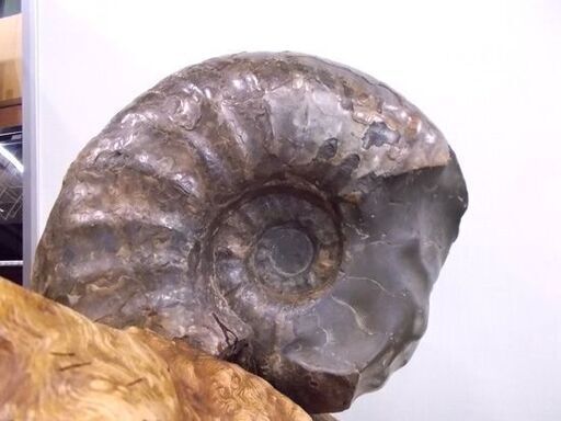 アンモナイト 化石 大型 幅28cm 重量16.5kg 台座付き 縫合線 詳細不明