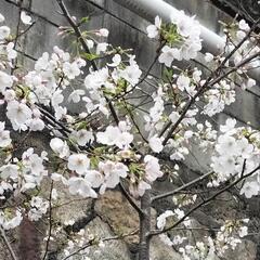 無料です　桜🌸の木