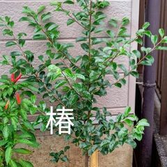 椿　【観葉植物　植木】 シンボルツリー