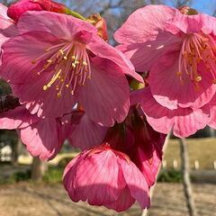■25(土)　現在13名　満開の桜で花見しましょう！