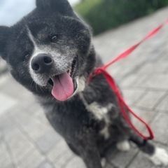 天然記念物　秋田犬飼ってる方　好きな方　交流したい！の画像