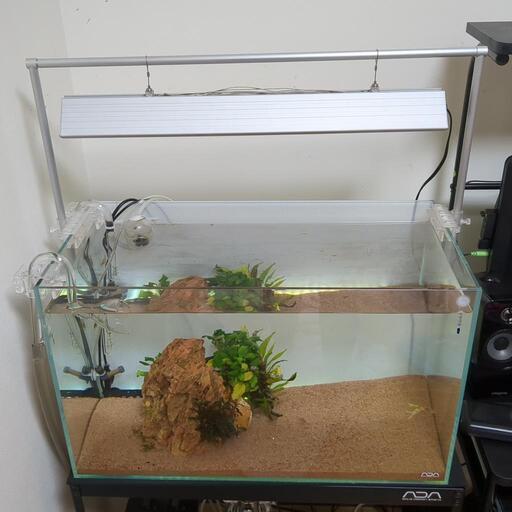 アクロトライアルグロー　60センチ