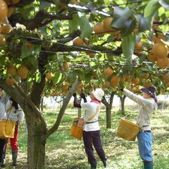 勤務日/勤務時間希望対応！梨の実の摘果作業（５月上旬から約１ヶ月）の画像