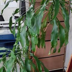 観葉植物 ドラセナマッサンゲアナ 　幸福の木