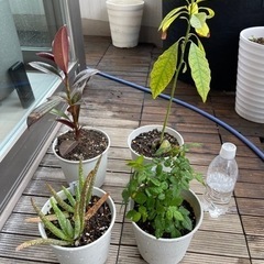 観葉植物セットで2000円