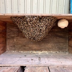 蜜蜂の巣別れ