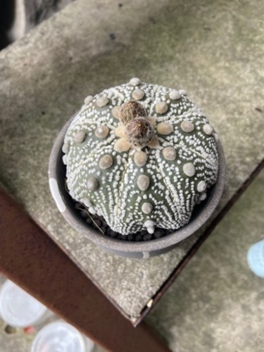 サボテン　兜　アストロフィツム　多肉植物