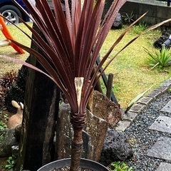 コルジリネレッドスターその1