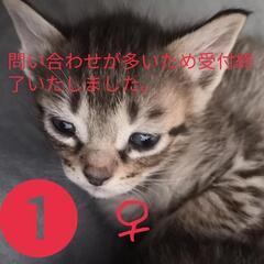 2ヶ月過ぎた子猫5匹♂♀