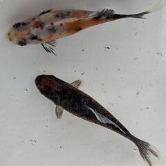 【金魚】末廣錦（スエヒロニシキ）約8〜10cm