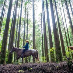 国立公園霧島山で馬と一緒に仕事してみませんか？観光乗馬牧場（ホー...