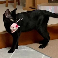 里親さん決まりました。人馴れ抜群の黒猫 − 福井県