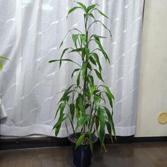 笹　観葉植物　