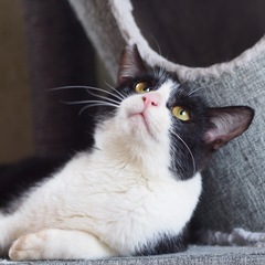 ハチワレの甘えん坊ノア君（三木多頭崩壊保護猫）の画像