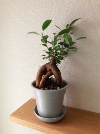 観葉植物　ガジュマル(21)　28cm　グレーカラーの3.5号の鉢と受け皿付き