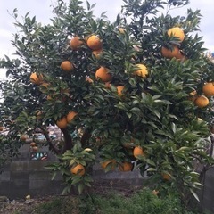 無農薬夏みかん（4.5kg〜5kg）700円