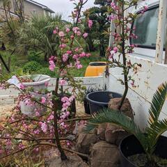 花カイドウ