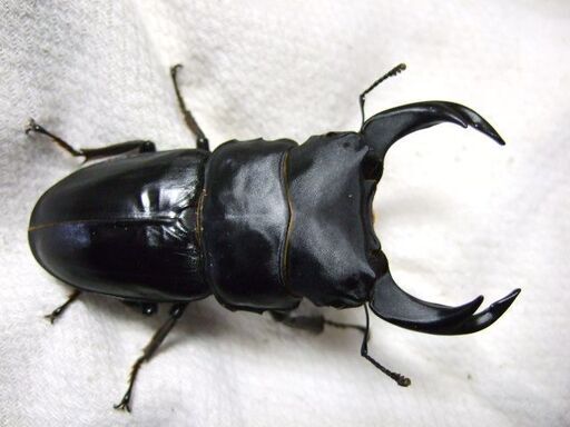 佐賀県産オオクワガタ ♂79ミリ ♀51.3ミリ ペア