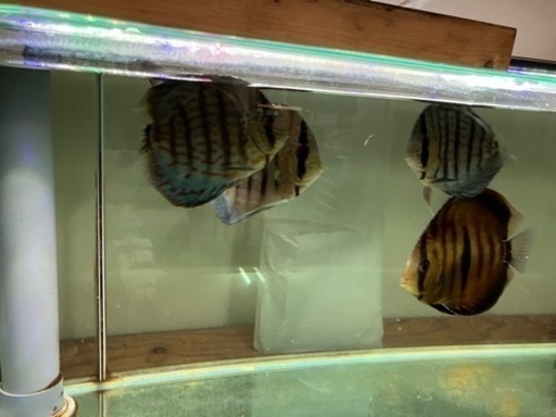 その他 ディスカス7匹 値下げ(ワイルド系×2 ヘッケルクロス×1)