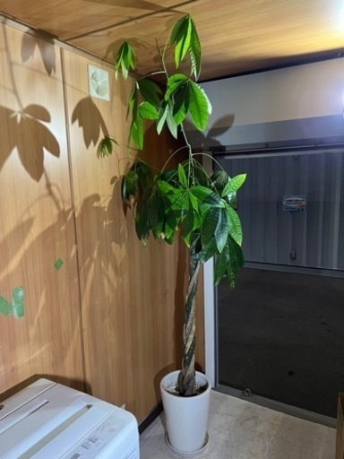 観葉植物　高さ230cmくらい