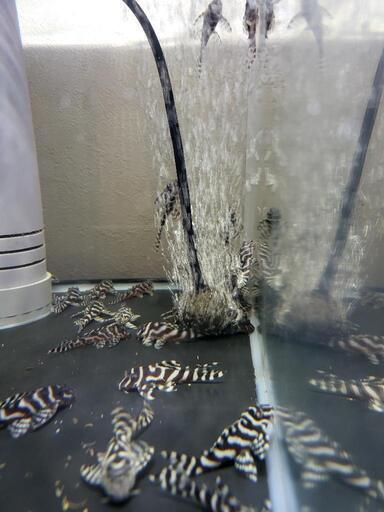 プレコ‼️キンペコ‼️‼️236f1.333f1.066f1wildf1の国産ブリード、5cm～6cm、5匹セット6000円