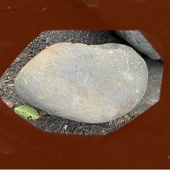 庭石(最大辺 約32センチ)  無料　残り1ヶ月程度