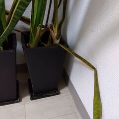 黒の大きめ植木鉢