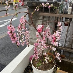 枝垂れ花桃　庭木　樹木