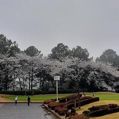 ⛳。。ラウンドメンバー募集in関西(大阪編)　。🏌️‍♂️