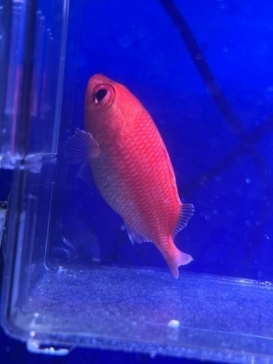 カージナルソルジャーフィッシュ　海水魚