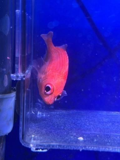 カージナルソルジャーフィッシュ　海水魚
