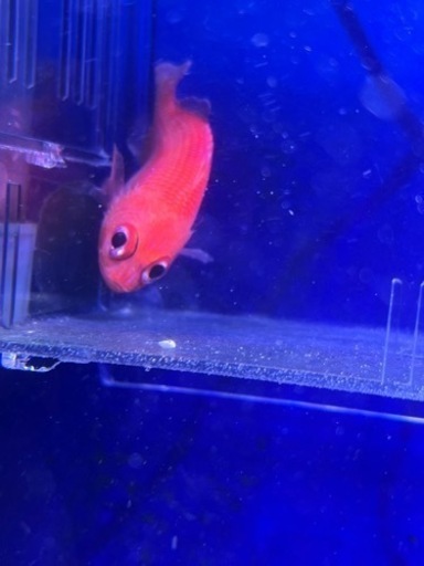 カージナルソルジャーフィッシュ　海水魚