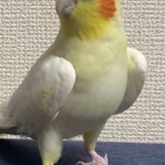 オカメインコを探しています、