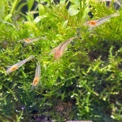 🦐 ミナミヌマエビ 10匹 ➕ 🌿 水草 20本　