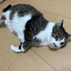 人が大好き猫くん