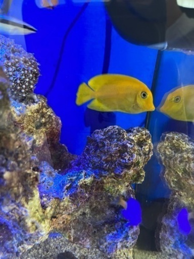クログチニザ　海水魚