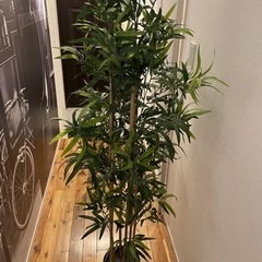 観葉植物を無料であげます