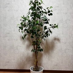【150センチ】観葉植物　フェイクグリーン　ニトリ　フィカス