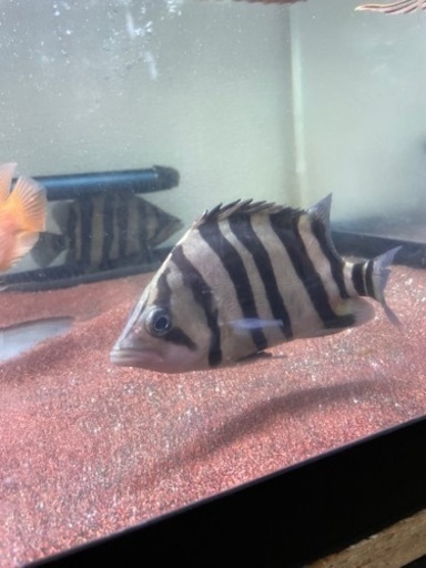 大特価！！ 極上極美個体 ニューギニアダトニオ パーフェクトバンド 12