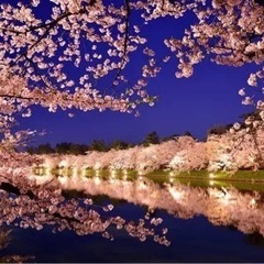夜桜好きな方お花見しましょ