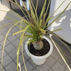 観葉植物　トックリラン　ノリナ　ガーデニング