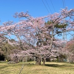 4月1日(土) 桜を観にランニングで行く会