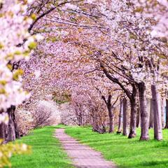 大阪No,1実績・人数🌸晴れるみたいやし今週末お花見どうでしょう？🌸