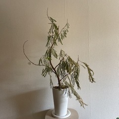 観葉植物④